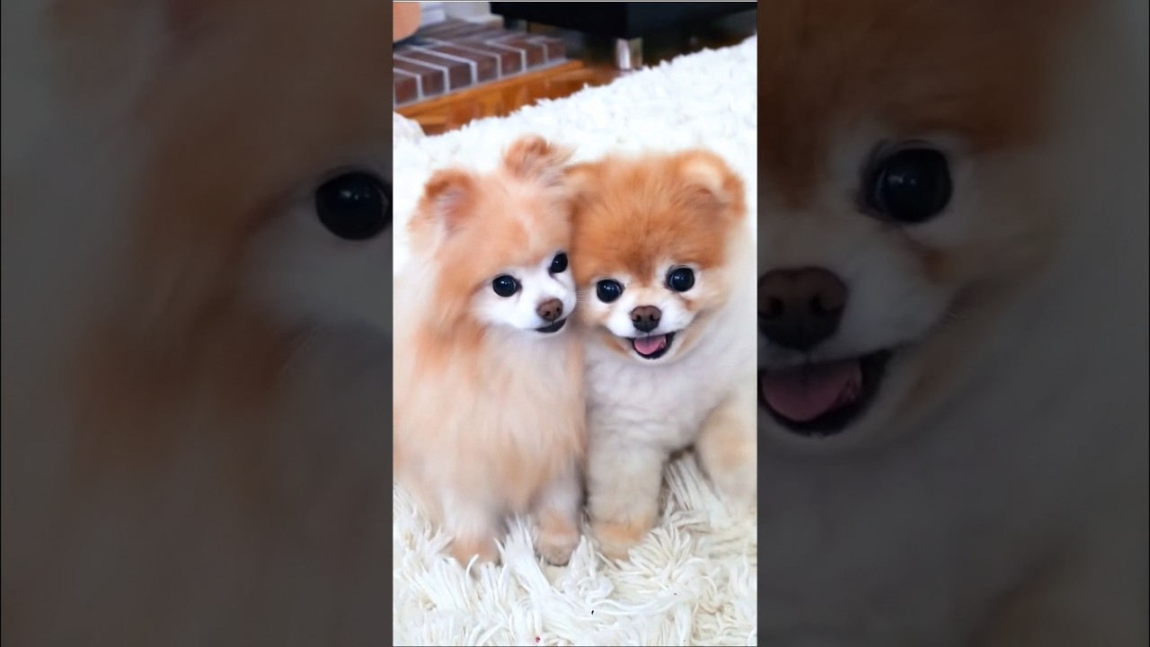 two Cute little puppy playing adorable video 