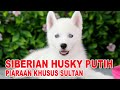 PIARAAN KHUSUS SULTAN - SIBERIAN HUSKY PUTIH BERMATA BIRU の動画、YouTube動画。