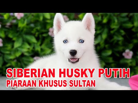 Video: Warna Husky Siberia