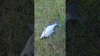 какая рыба была поймана #fishing