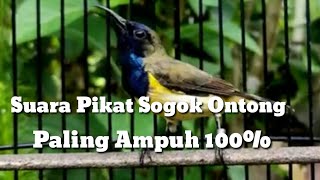 Suara pikat sogok ontong paling ampuh 100% di jamin langsung dapat