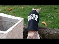 aktivitas pagi hari kucing mbak beta