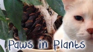 How to Keep Pets From DIGGING in Your House Plants by Cat Pause 3,889 views 7 years ago 1 minute, 47 seconds