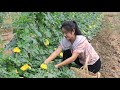 Harvest Sponge Gourd & Pumpkin For My Recipe / Easy & Healthy Food / Prepare By Countryside Life TV