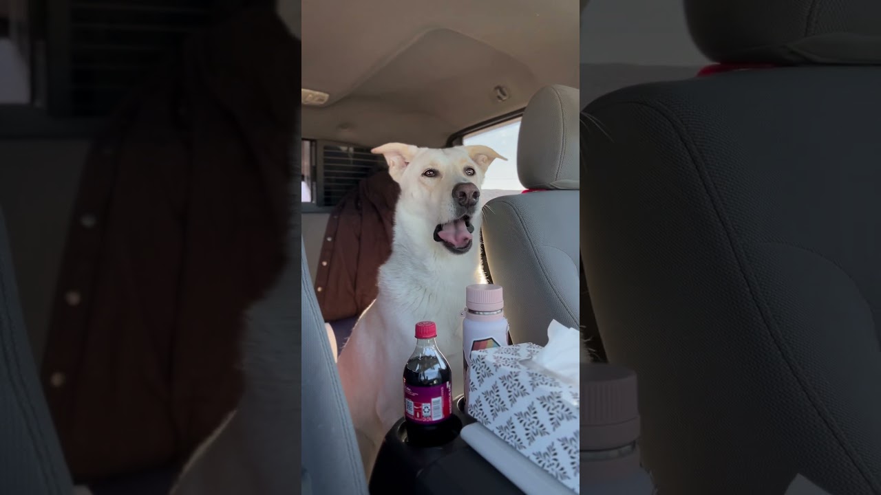 Piston on Guard Duty 🐾 | My Trusty Security System on the Road