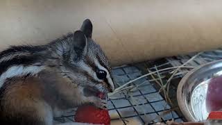 3monthold Aesop eating a raspberry in summer