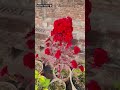 Beautiful flowers🌸#trending#asethatic#nature#flowers#gardening#instagram#yt#shorts#farming#horti✨♥️🌾