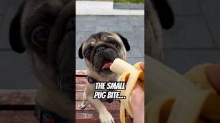 Smart dog?  Small pug bite #pug #dog #pets #funnydog