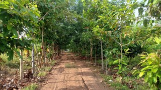 พาเก็บผักเดินชมธรรมชาติอีกแล้วครับวันนี้ รอบนี้ฝนลงแล้วสวนร่มรื่นสุดๆ