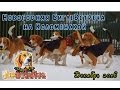 БиглеВстреча на Коломенской декабрь 2016 beagleday.