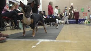 Rumpus-Back-In-A-Minute Bull Terrier Miniature Mbtc Xmas 2018