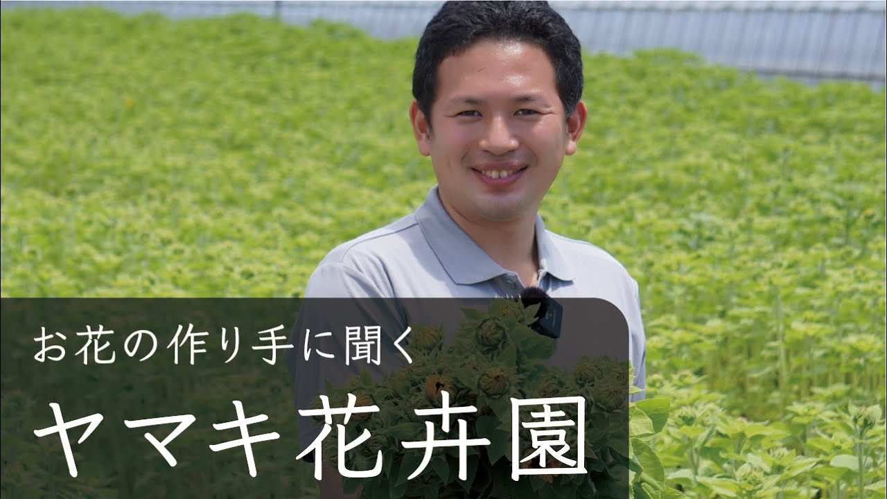 ひまわりのつくり手に聞く 株式会社 ヤマキ花卉園 山田さん お花の生産者インタビュー 向日葵の育て方 管理の方法 千葉県 館山市 Youtube
