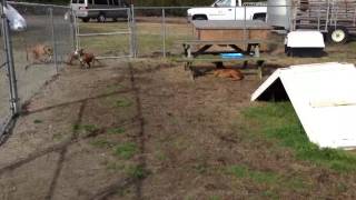 Meet Bella-Application Required A Terrier Pit Bull Currently Available For Adoption At Petango