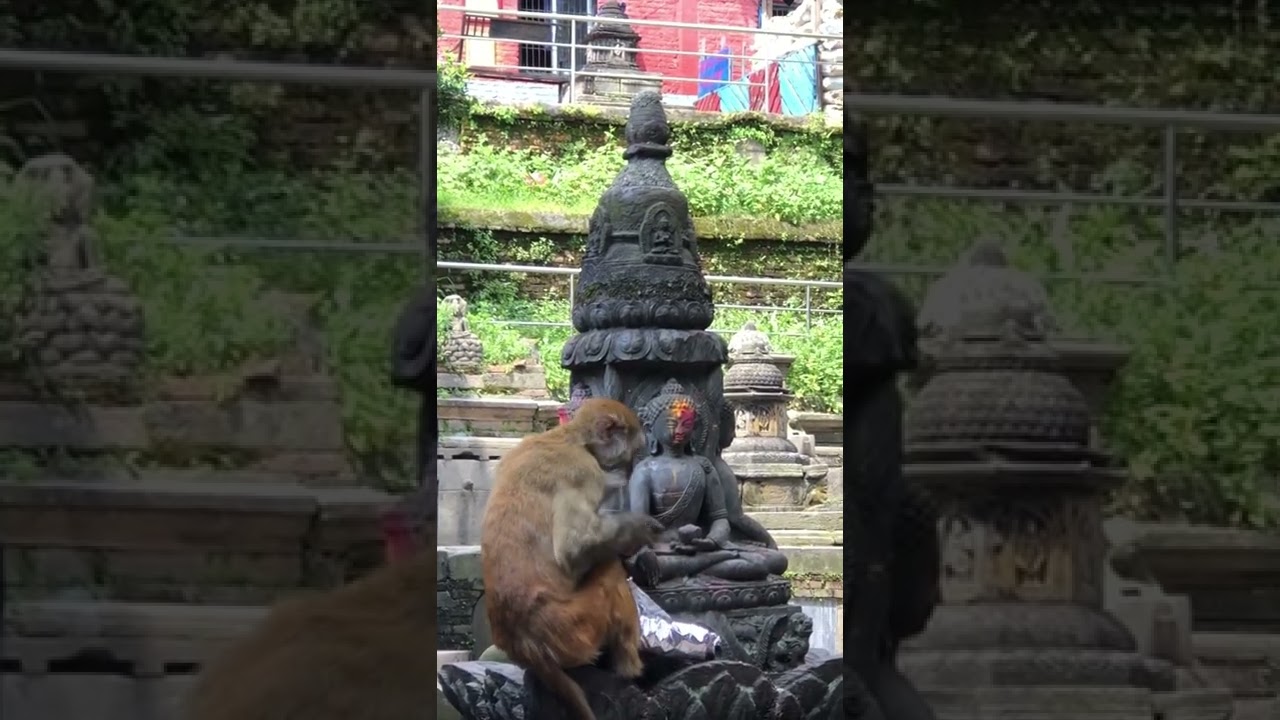 Buddha and the Monkey! 