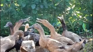 Suara Itik Bikin Anak Cepat Tidur (Bebek Berenang, Potong Bebek Angsa)