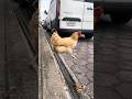 ¿Por qué la gallina cruzó la calle?, Dijo @BlueFoxyGamer 🐓