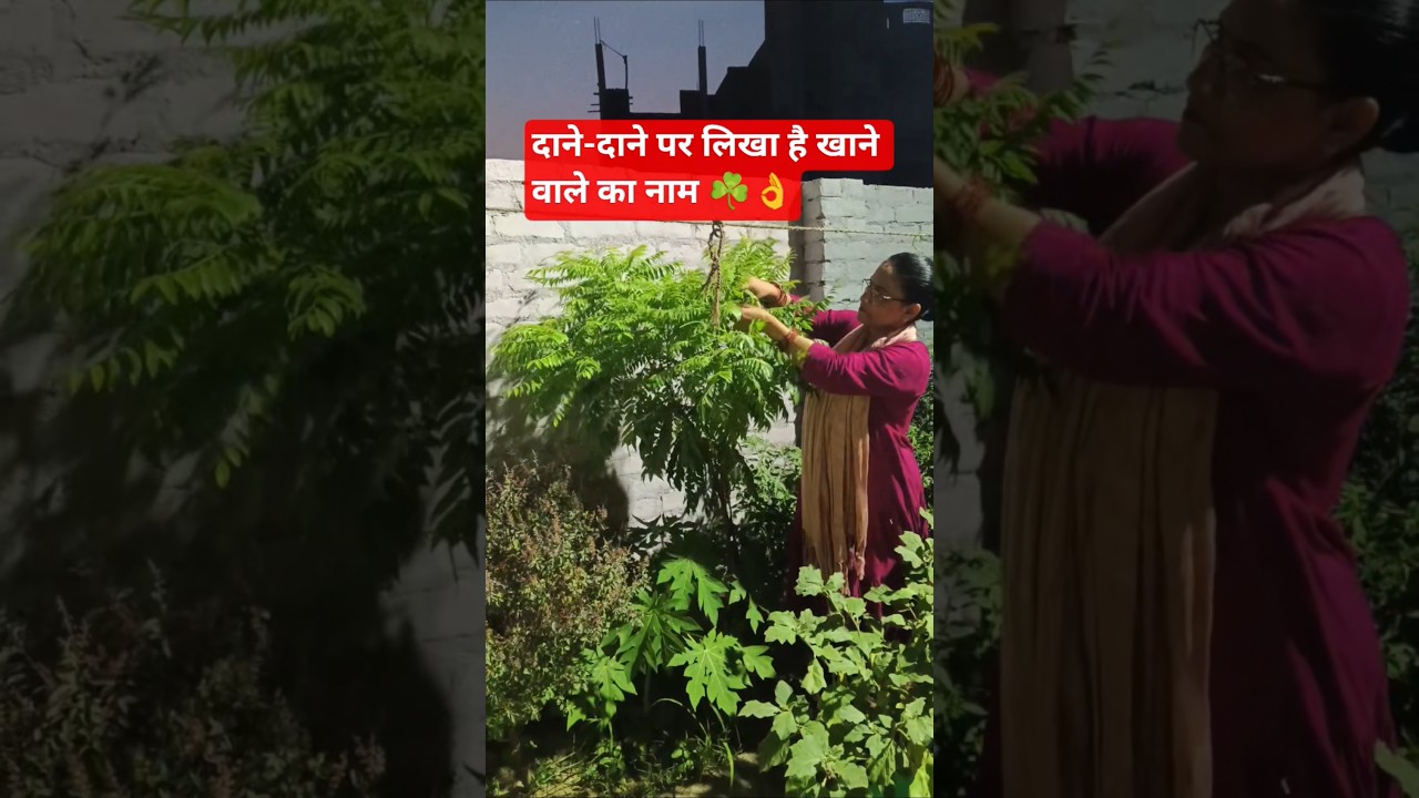 बड़ी बेरहमी से उखाड़ दिया था#curryplant#garden#gardening #plantsofindia#plantation#trending#viral#yt