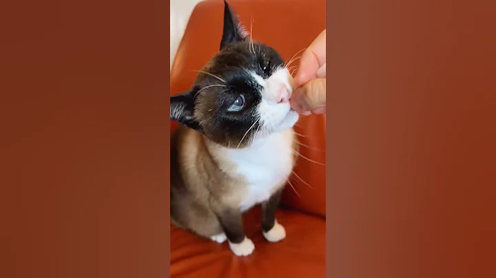 Video 11548401: siamese cats catlover, siamese kitty cat, gatos siamese cat, cute siamese snowshoe cat, siamese cat sound, siamese cat eating