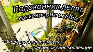 Подоконник делят сансевиерии и хойи. Очередной тур по месту расположения коллекции