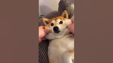 Helicopter Doge #meme #doge #cutenessoverload