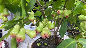 Mận An Phước trồng chậu to cỡ nào là đủ cho trái , trên sân thượng.