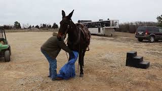 "ROSCO" CAN BE SEEN AT WWW.HORSEZIP.COM ONLINE HORSE AUCTION