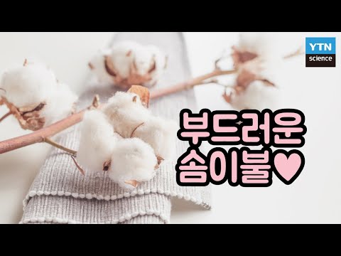 [핫클립] 겨울밤을 따뜻하게 해주는 목화솜 이불 제작과정 / YTN 사이언스