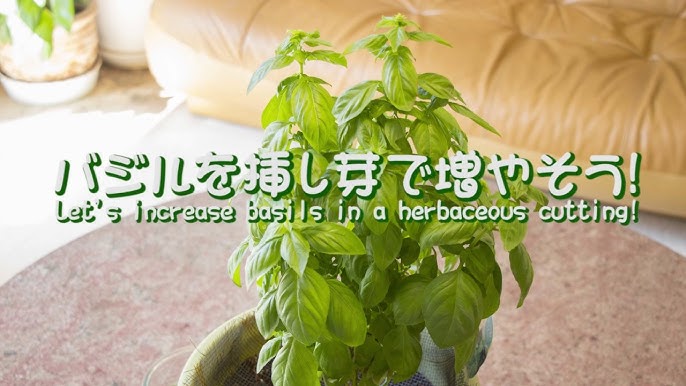 バジルを挿し芽で増やす メダカも参戦 Insert Basil And Increase With Bud Medaka Also Entered Youtube