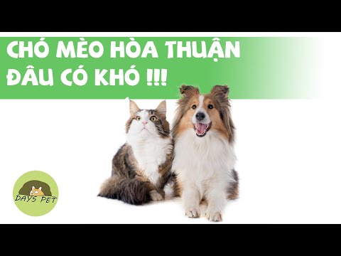 Video: Mèo Và Chó Có Thể Sống Hòa Bình Với Nhau Không?