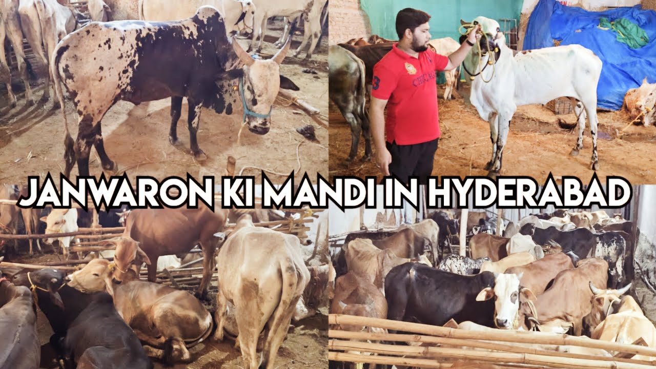 Janwaron ki mandi in Hyderabad india | bull's market in Hyderabad moinbagh | bade janwar in moinbagh