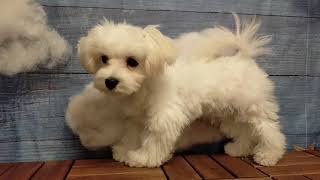 ペットショップCooriku　No.578088マルチーズ