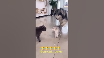 funny cat videos | cute cats | try not to laugh 😂 | cat compilation videos #shorts #viralshorts