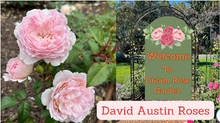 David Austin Roses #gardenwalk  Pictures #กุหลาบ #กุหลาบอังกฤษ #ชมสวน #davidaustinroses #relaxing