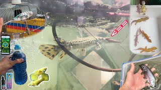 Rebuilding a nest for a budgie, finding a leopard gecko and a crocodile hunting for prey \/ Bao pet