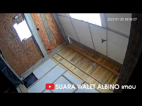 LOKASI BOMBANA | SP KING ALBINO 10 | LIANG NAGA +LMB