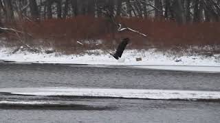 Bald Eagle Chasing Cormorant