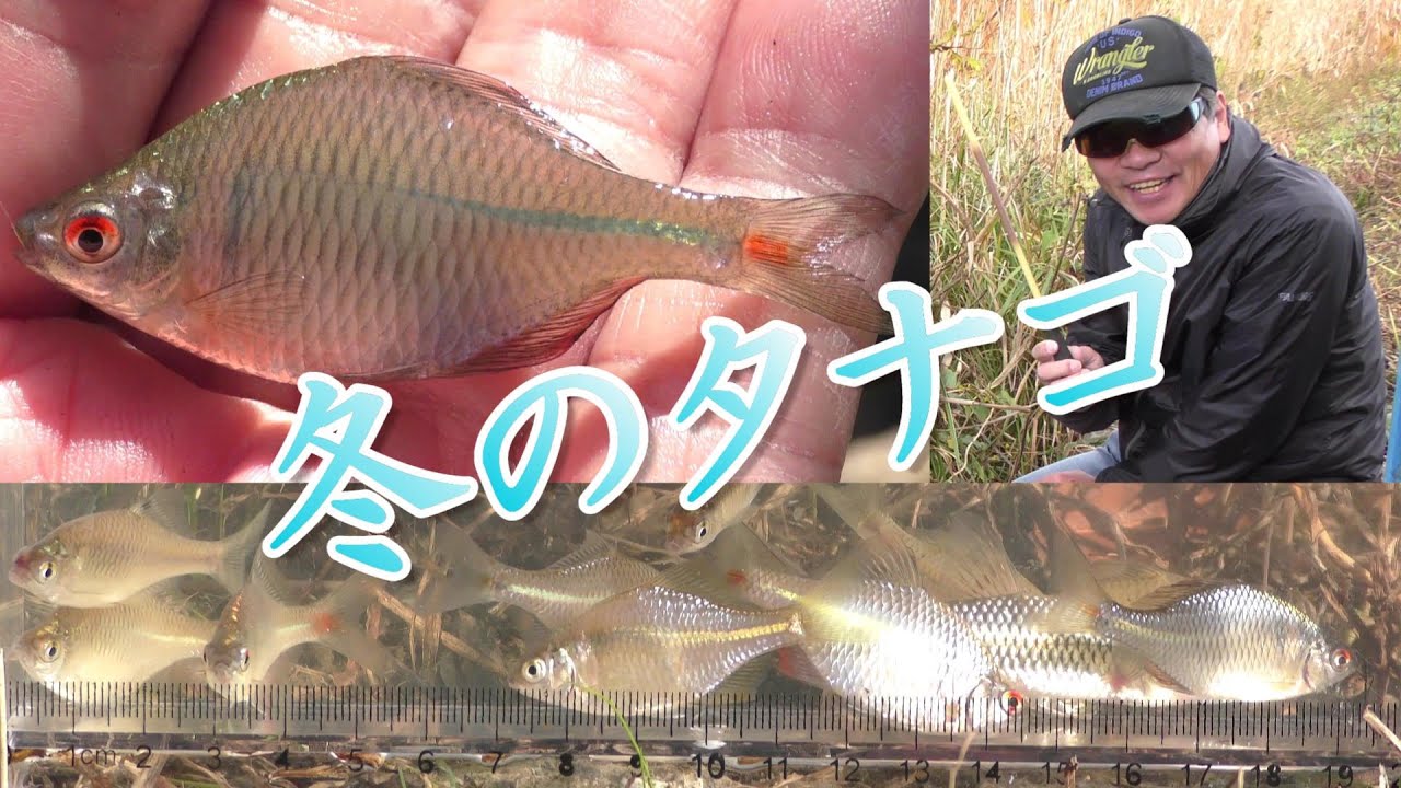 冬のタナゴ釣り。秋に見つけた小さい水門で大漁！タイリクバラタナゴ。小物釣り97。　いい場所ポイントを釣り歩き。琵琶湖 Lake BIWA River Fishing