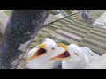 Happy seagulls waiting for breakfast  seagull tv episode 8