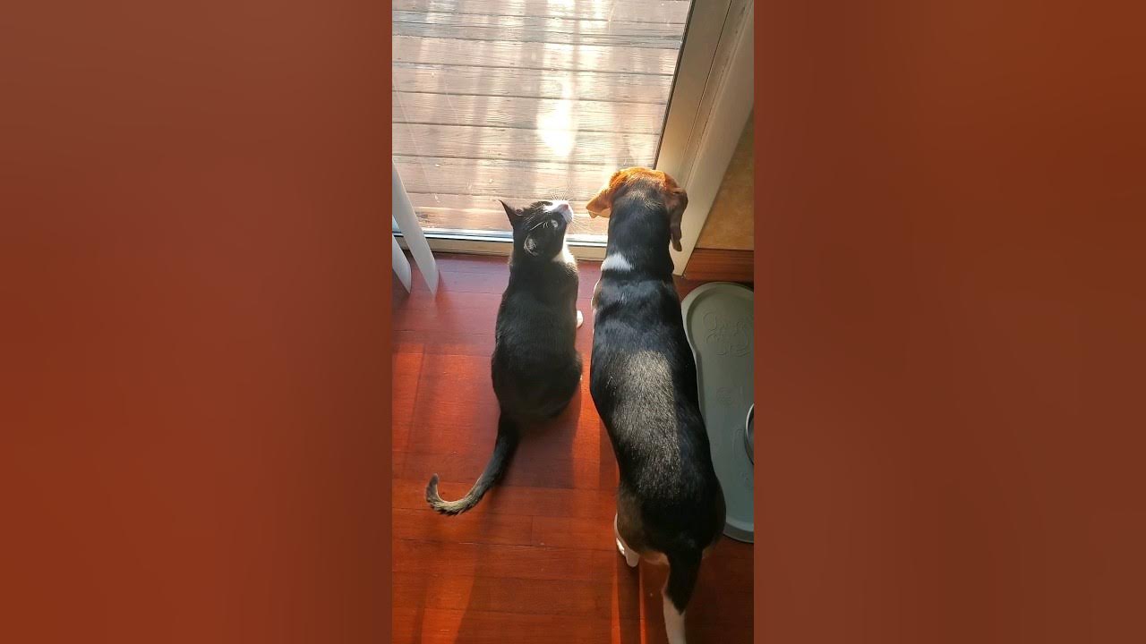 Escape Artist Amazing Cat JUMPS OVER Beagle 🙀! shorts YouTube