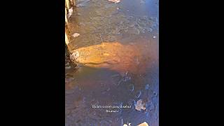 Download Lagu Membeku Untuk Bertahan Hidup #short #beku MP3