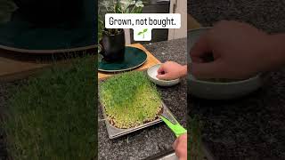 My First Fully Automated Grow Using My Own PCB 🌱