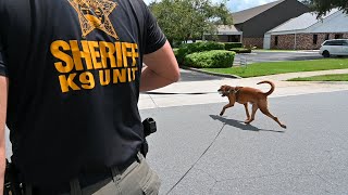 Behind the Scenes at the HCSO: K-9 Unit