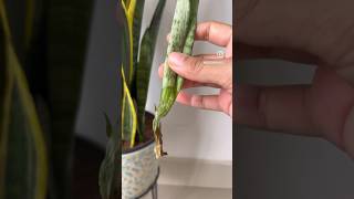 😭 I got root rot on my snake plant #snakeplant #sansevieria #rootrot #plantrescue