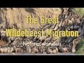 The Great Serengeti Wildebeest Migration Quiz