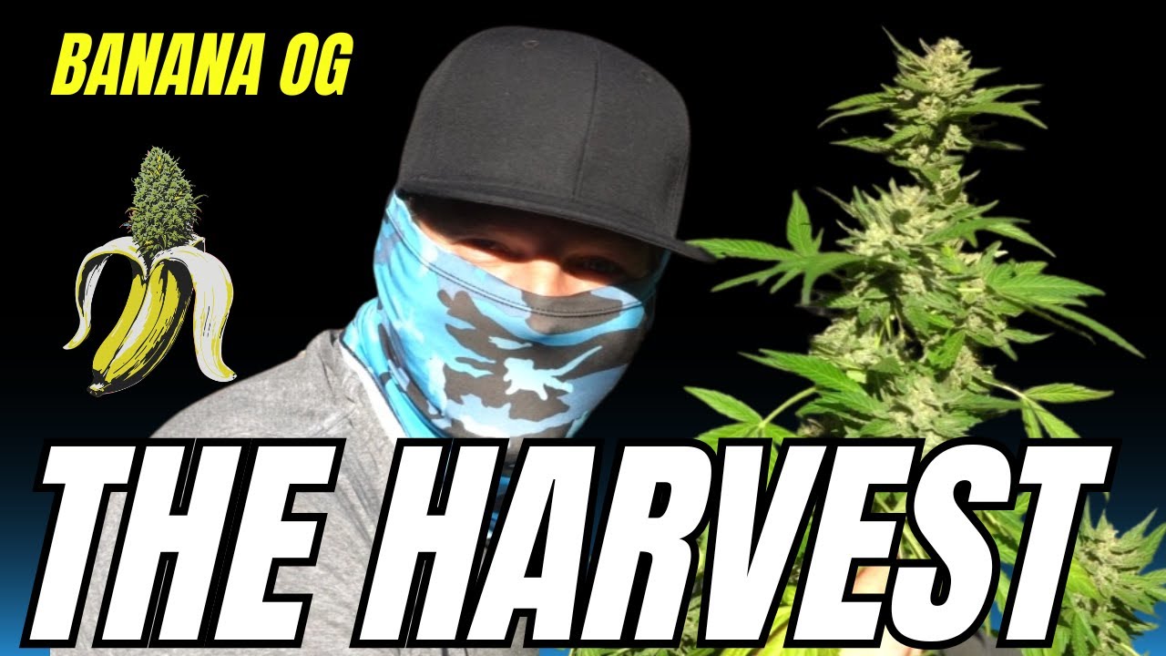 Banana OG - The Harvest - Strain Growing Journey - Cannabis Cultivation