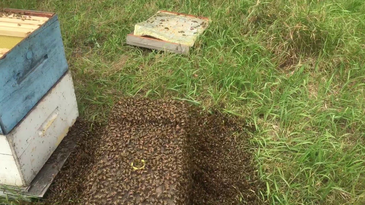 Marching drift bees YouTube