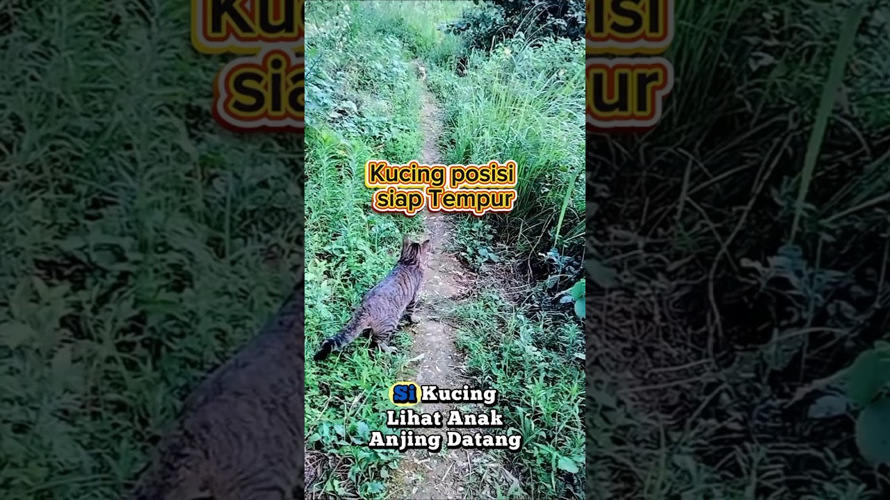 Кот падает плашмя, когда щенок проходит мимо