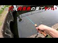 この穴でまさかの爆釣！？肉食魚が入れ食い状態に！