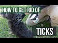 How to Get Rid of Ticks (4 Easy Steps)