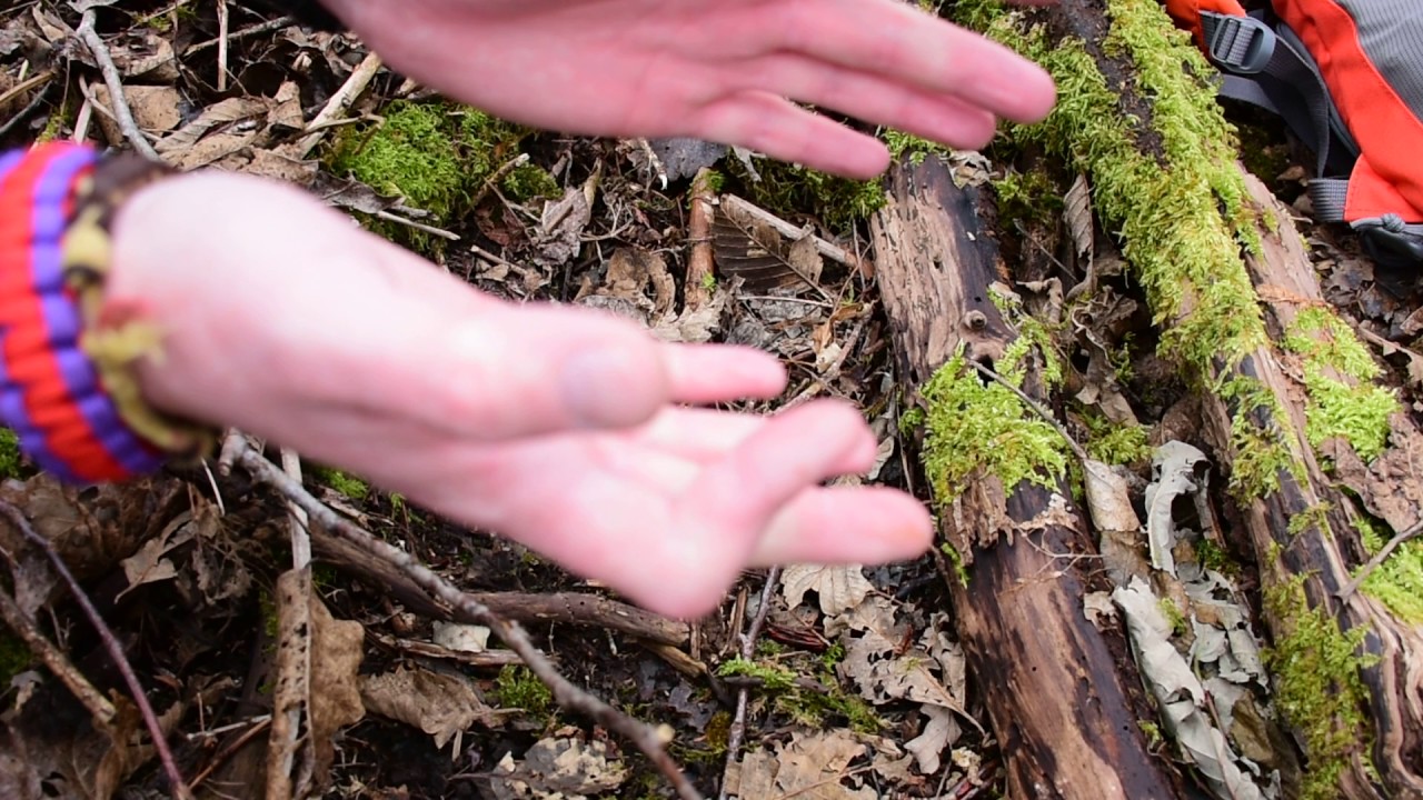 What the small birds are eating on the forest floor